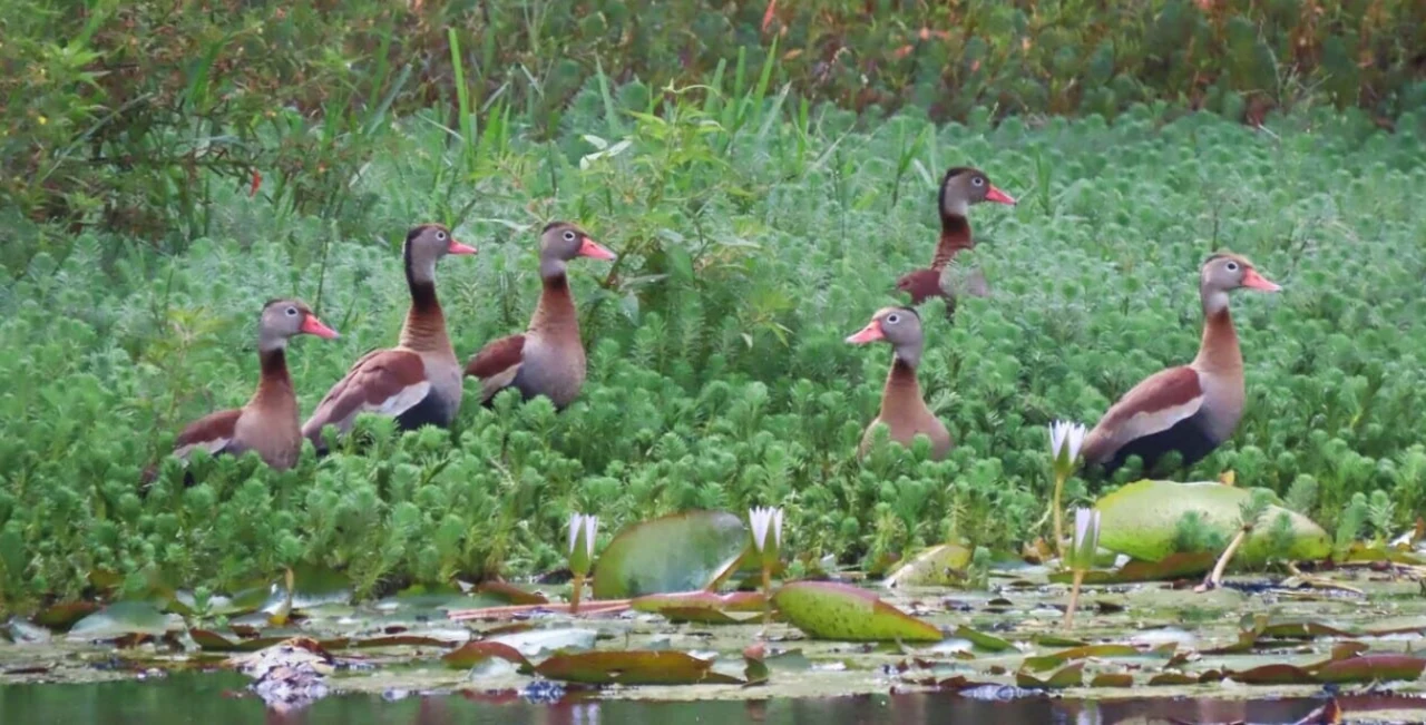 Patos silvestres entre la vegetación de un humedal
