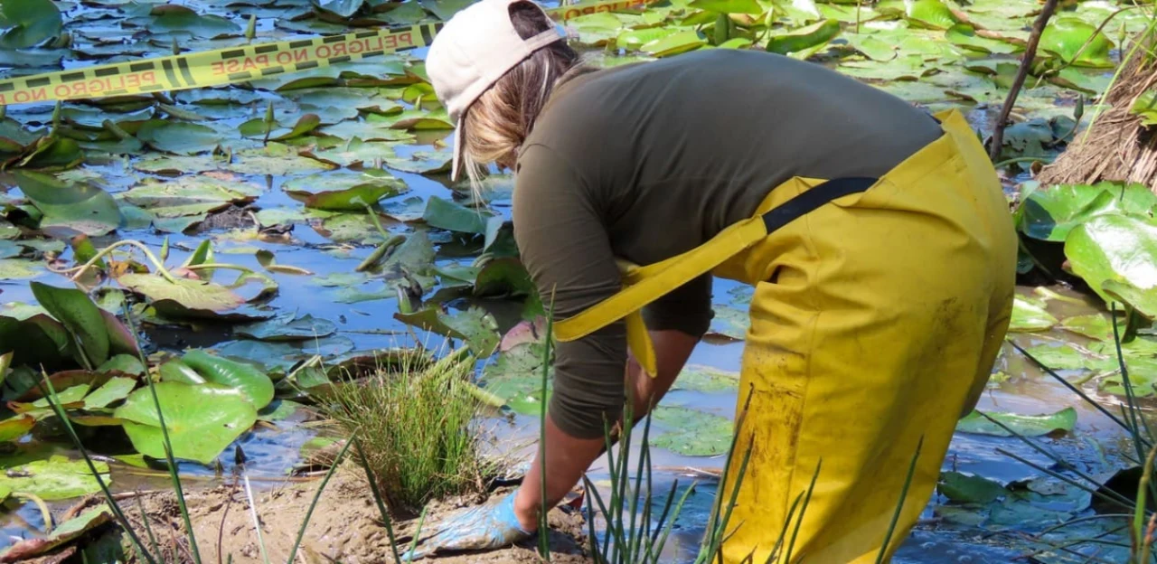 Vegetación nativa y fauna en un ecosistema acuático