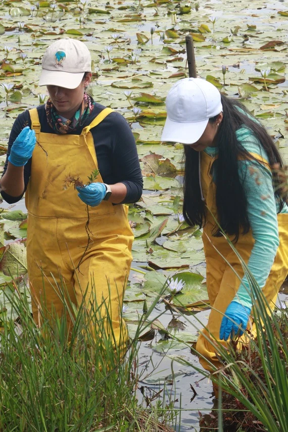 Especialistas realizando restauración ecológica en un humedal